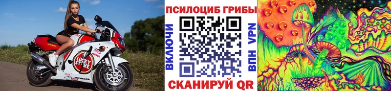 цены Камышин нарко площадка официальный сайт Псилоцибиновые грибы мицелий