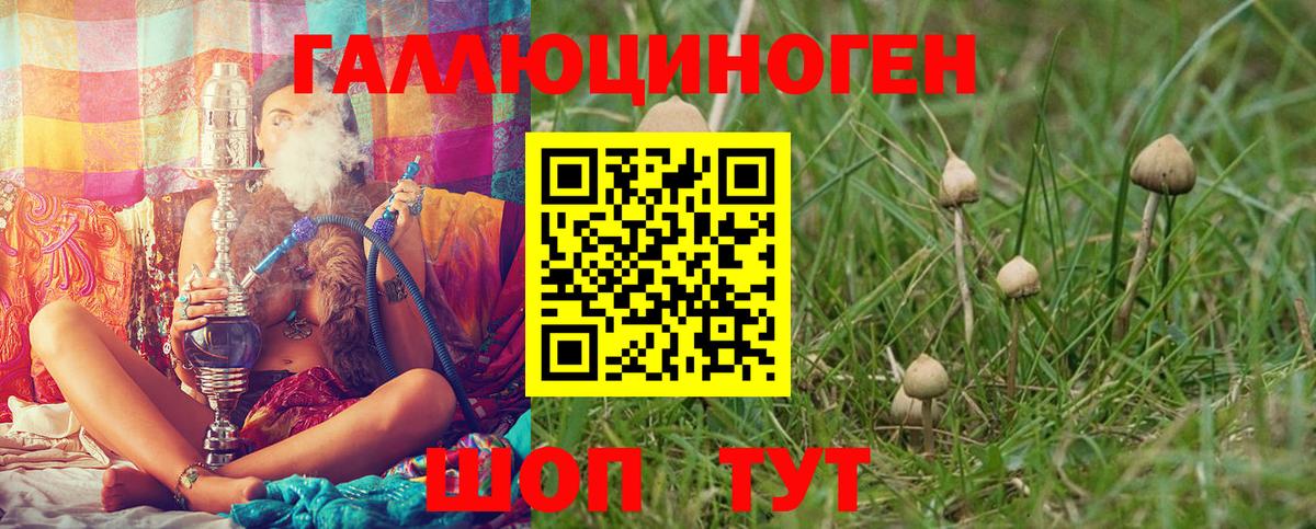 Камышин  Псилоцибиновые грибы мицелий  Вход с VPN 